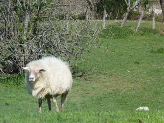 regard de mouton
